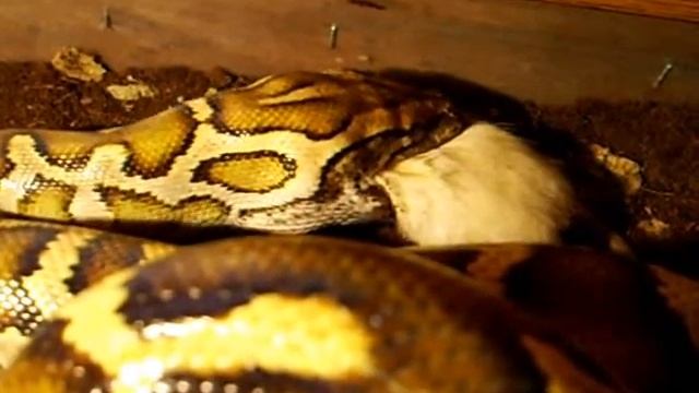 My python molurus hunting / Мой тигровый питон охотиться смотреть онлайн