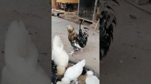 Карликовые куры султанской породы.
