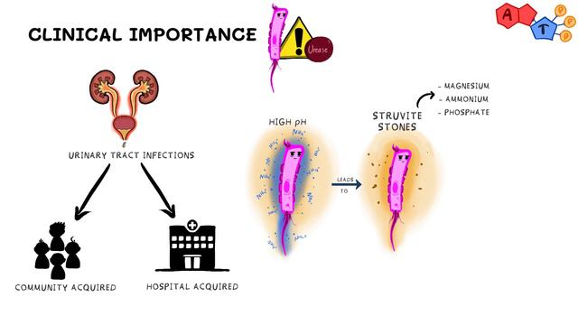 Gram Negative Bacteria: Proteus Mirabilis смотреть онлайн