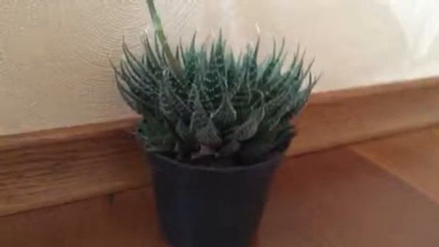 Алое вера смотреть онлайн