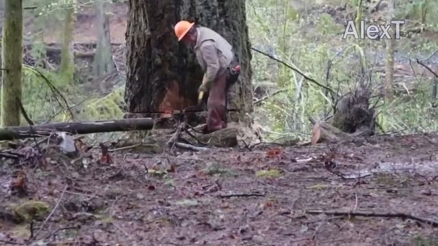 Dangerous Felling 500-year-old Tree Huge Chainsaw Machines, Fastest Cutting Down Big Tree Working смотреть онлайн