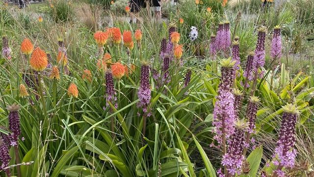 Vlog 156 - Цветники с низким уровнем ухода с использованием декоративных трав Конец августа,сентябр смотреть онлайн