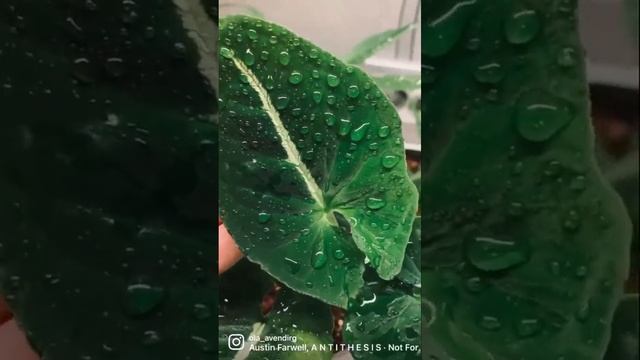 Сингониум Вендланда #сингониум#вендланда#singonium#plants#растения смотреть онлайн