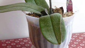 ✅ Сломанные листья у орхидей. Что с ними делать?