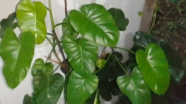 Qual o melhor horário para regar nossas plantinhas e por quê? смотреть онлайн