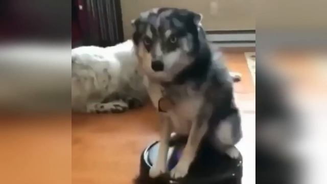 Funny Animals - Funny Cats / Dogs - Funny Animal Videos 4