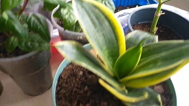 Размножение Сансевиерии листом. смотреть онлайн