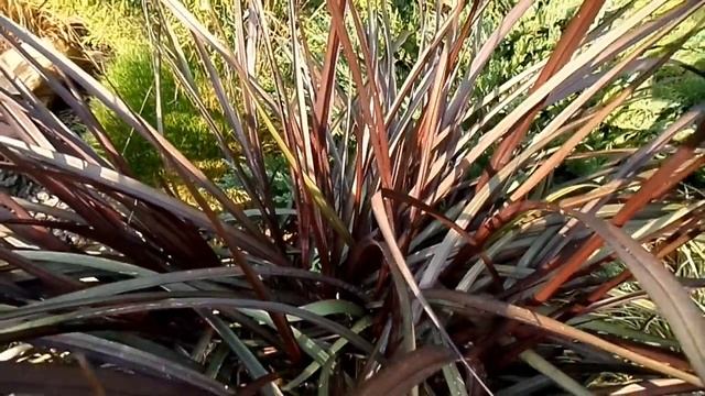 Pennisetum Purpureum 'Vertigo'
