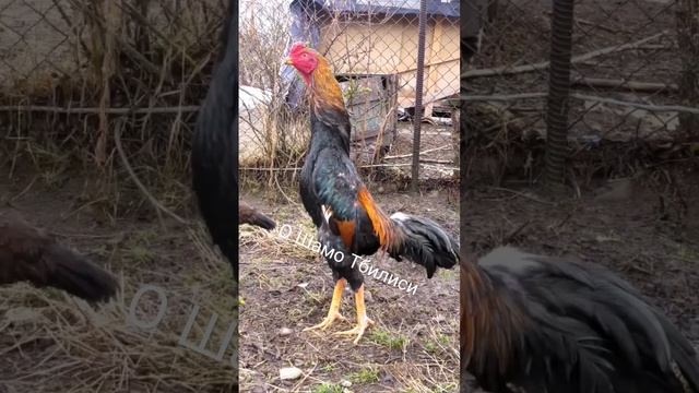 Петушок чу шамо 8 месяца. О Шамо Тбилиси. #ошамо #shamo #дакан #шамо смотреть онлайн