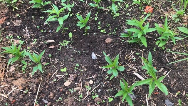 Выращиваем персики из косточки . В Московской области.Стратификация косточек . смотреть онлайн