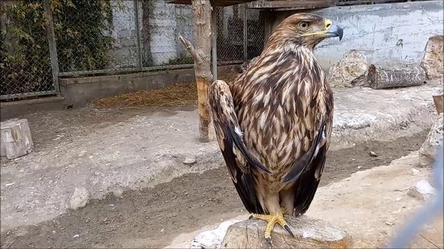 Что в контактном зоопарке...