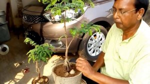 Make a tamarind bonsai easily