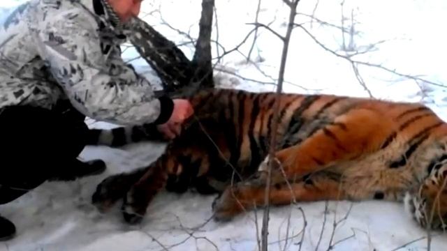Мужчина помогает плачущему тигру. Вы не поверите, что произойдет потом! смотреть онлайн