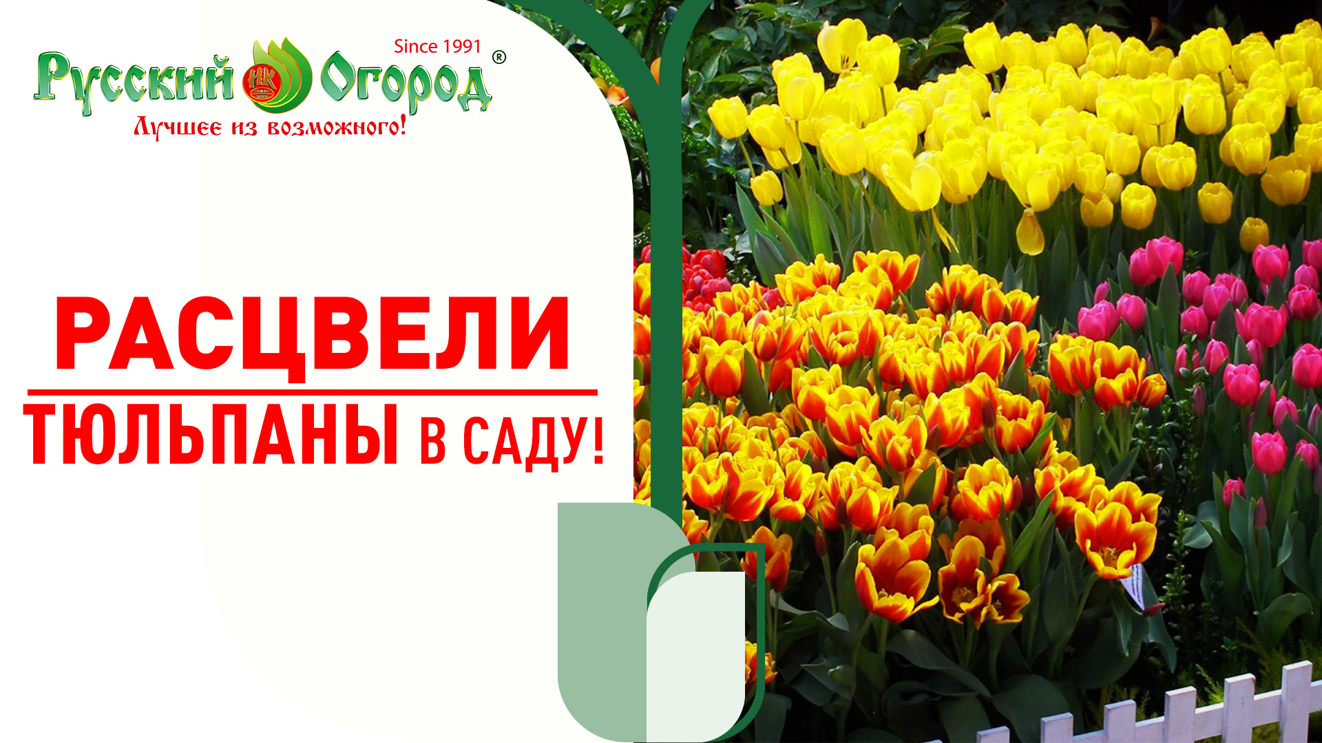 Весенний #король - #тюльпан. Тюльпаны в весеннем саду. Сорта и их цветение. смотреть онлайн