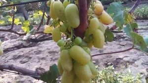 виноград Белая леди  (оч.ранний ) на 10. 08. 2021 г.