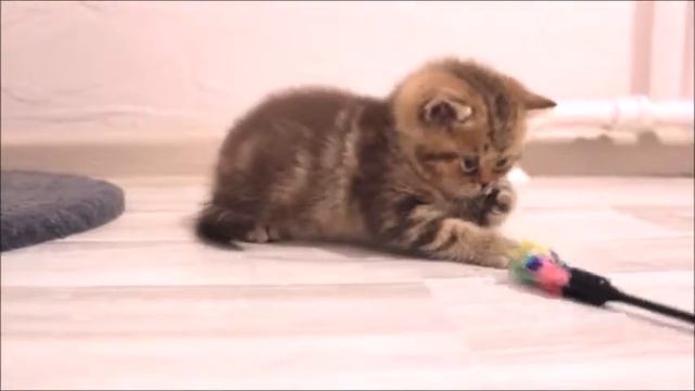 Великолепный Арчибальд! Британские котята питомника Elite British. Элитные британцы. смотреть онлайн