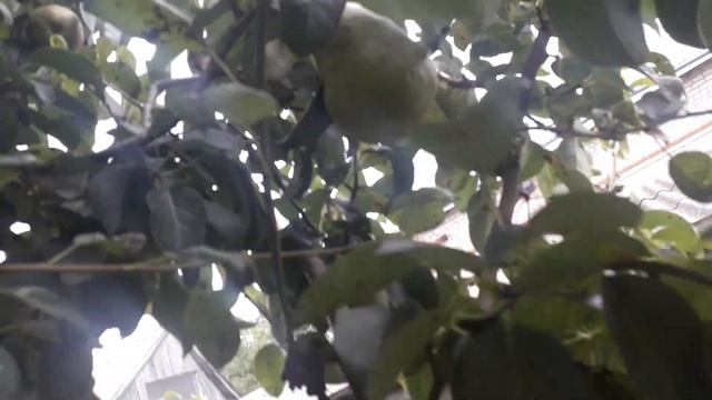 Заготовка для пирога из груши или груша в сахарном сиропе дольками смотреть онлайн