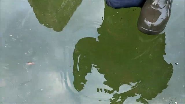 Мой первый сиг в этом году!!! Подводный мир под лункой! Клёвое место, Лосиный остров. Нижний пруд. смотреть онлайн