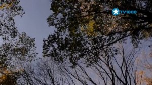 Смена логотипа и оформления на TV1000 HD (28.11.2021)