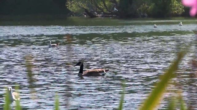 природа смотреть онлайн