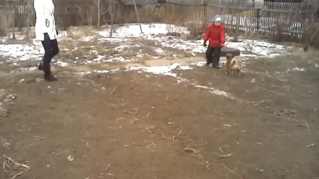 Масленица. Мои собаки смотреть онлайн