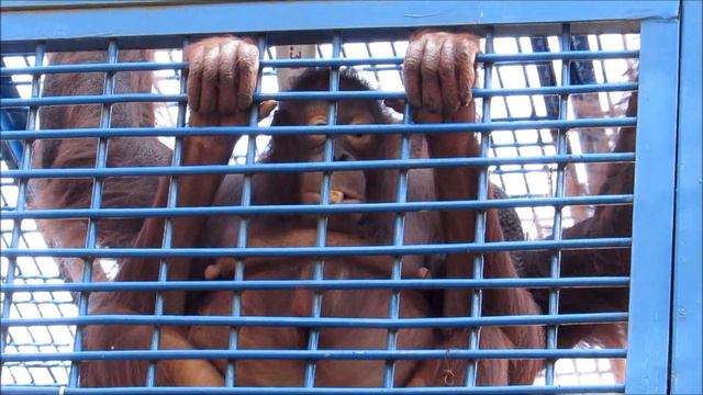 Мишель и Бату ждут гостинцев, а их нет 28.09.18 смотреть онлайн