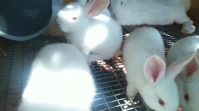Надо ещё делать клетки ?,кролики породы Белый паннон ? смотреть онлайн