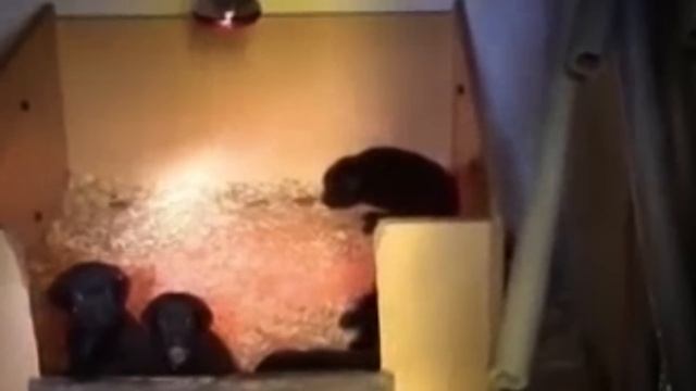 Tompa Eszter kegyetlen halála смотреть онлайн
