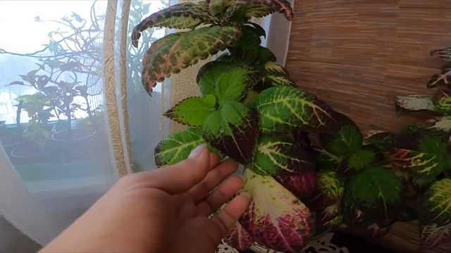 Колеусы. Все лето красота ! смотреть онлайн