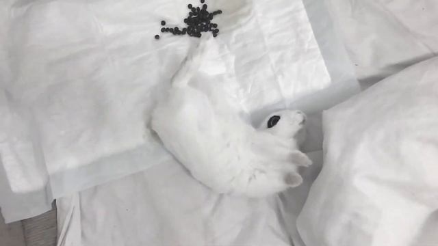 Кролик Айви плюхается на бочок. Bunny Ivy flips aside смотреть онлайн