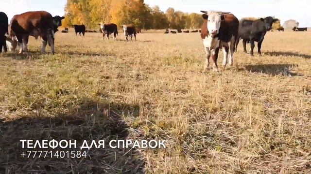Бычки Ангуса и Герефорда смотреть онлайн