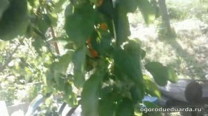 На листьях яблони появились пятна  Рассказываю как лечить и что это