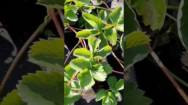 Какие усы пойдут на рассаду?