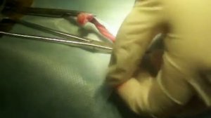 Овариогистерэктомия(стерилизация)кошки боковым проколом