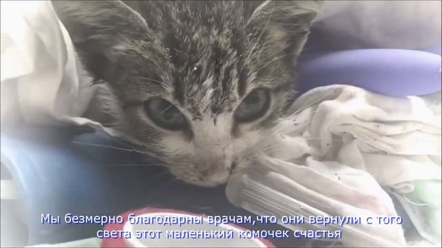 Спасение котенка от смерти.Видео до слёз.