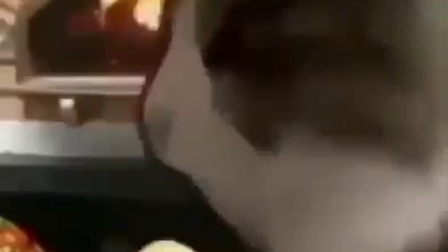 Cat Making Pizza to Pizzaria Song смотреть онлайн
