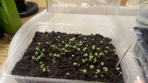 УХОД И ПОДКОРМКИ ЗА ВСХОДАМИ ЗЕМЛЯНИКИ. СРОКИ ПИКИРОВКИ.