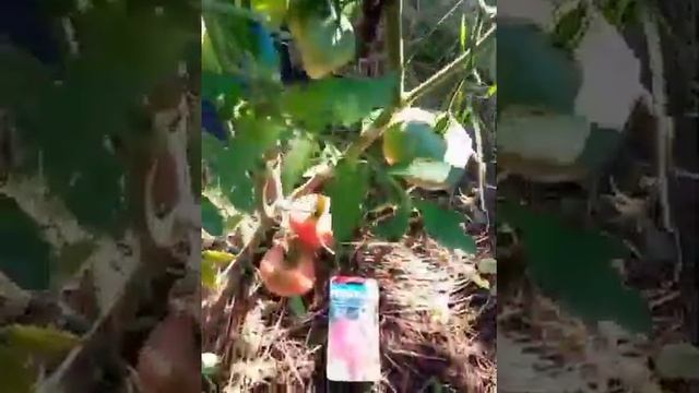 томат Любимый праздник смотреть онлайн