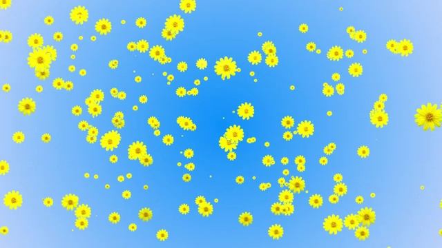Фон Желтые цветы на голубом для видео-монтажа. Красивый футаж смотреть онлайн