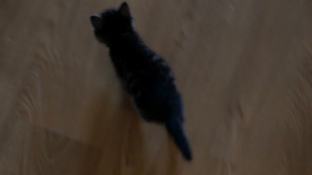 Как слепой котик находит себе дорогу смотреть онлайн