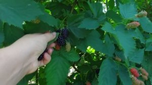 Ежевика Бжезина - ранний сорт со сладкой ягодой