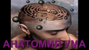АНАТОМИЯ УМА .Глава из книги ЛЮКА РЕЙНХАРДА « ТРАНСФОРМАЦИЯ»