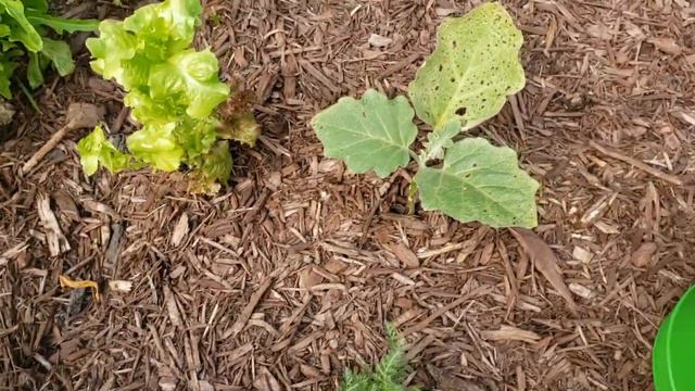 Prune Your Plants | July 7 Garden Tour смотреть онлайн