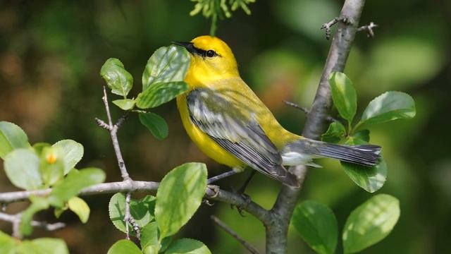 10 ПОРАЗИТЕЛЬНЫХ СПОСОБНОСТЕЙ ПТИЦ