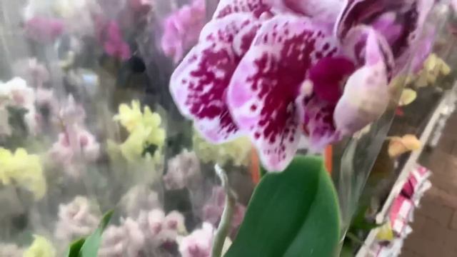 ОРХИДЕИ в ОБИ Лахта (СПБ) 28.05.21 смотреть онлайн