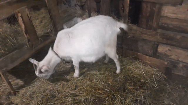 Мои козы ,выпадение у Агаты смотреть онлайн