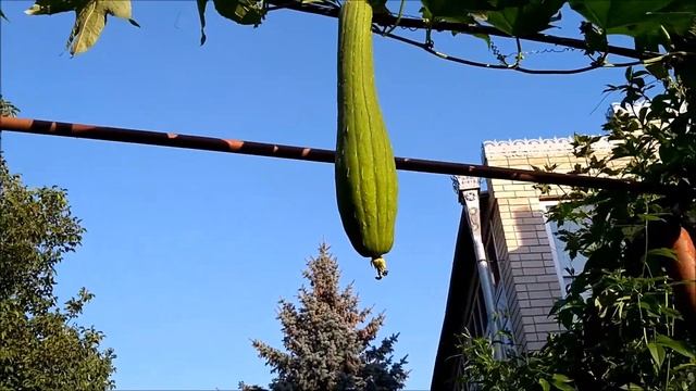 Люфа .Натуральная мочалка, актуальная сегодня ,впрочем как и всегда. смотреть онлайн