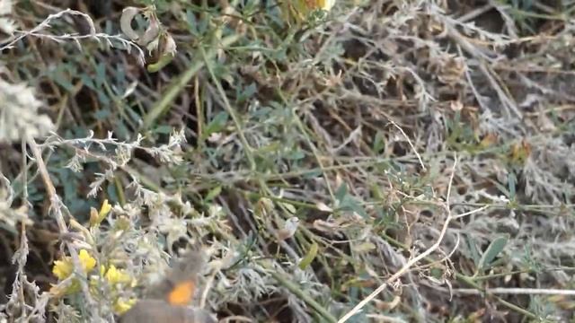 Бабочка колибри. смотреть онлайн