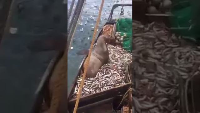 Поймали моржа в сети смотреть онлайн