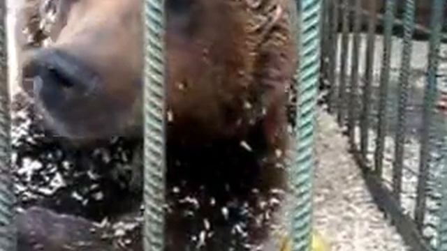 Потапыч переел смотреть онлайн